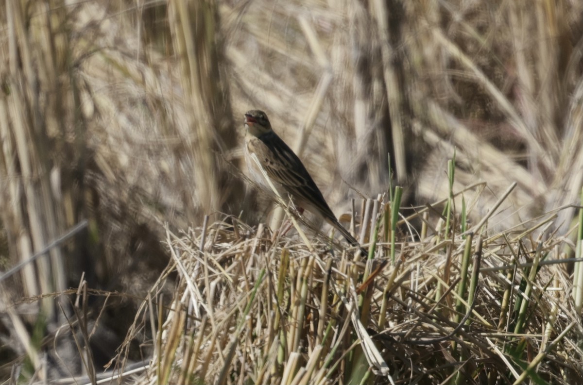 Степной конёк - ML646177791