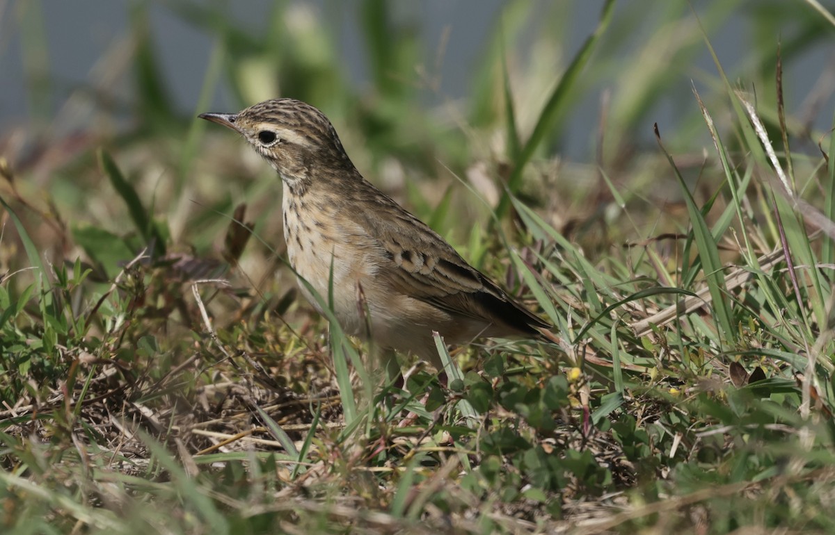 Paddyfield Pipit - ML646177799