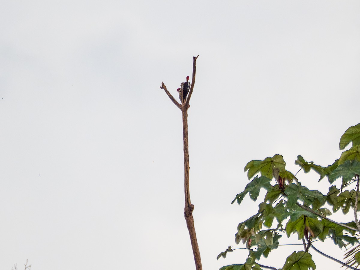 Crimson-crested Woodpecker - ML646177802