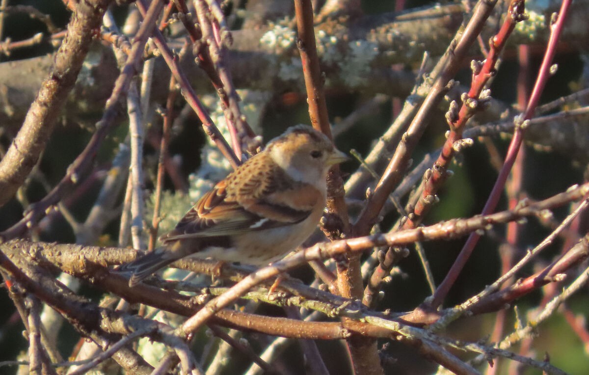 פרוש הרים - ML646177804