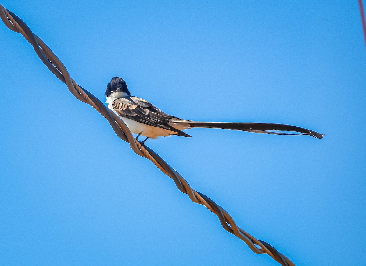 tyran savanový (ssp. savana) - ML646177822