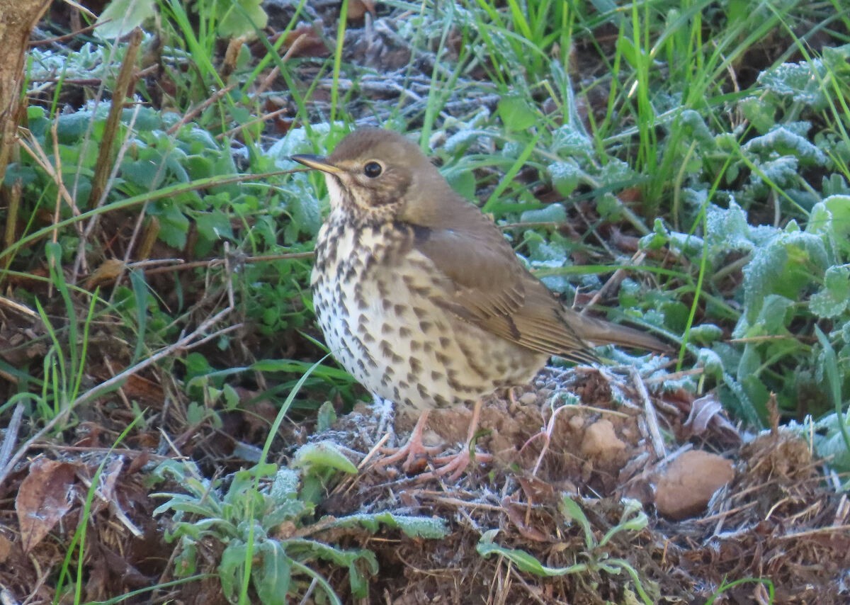 קיכלי רונן - ML646177831
