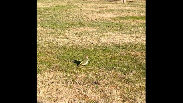 Iberian Green Woodpecker - ML646177832