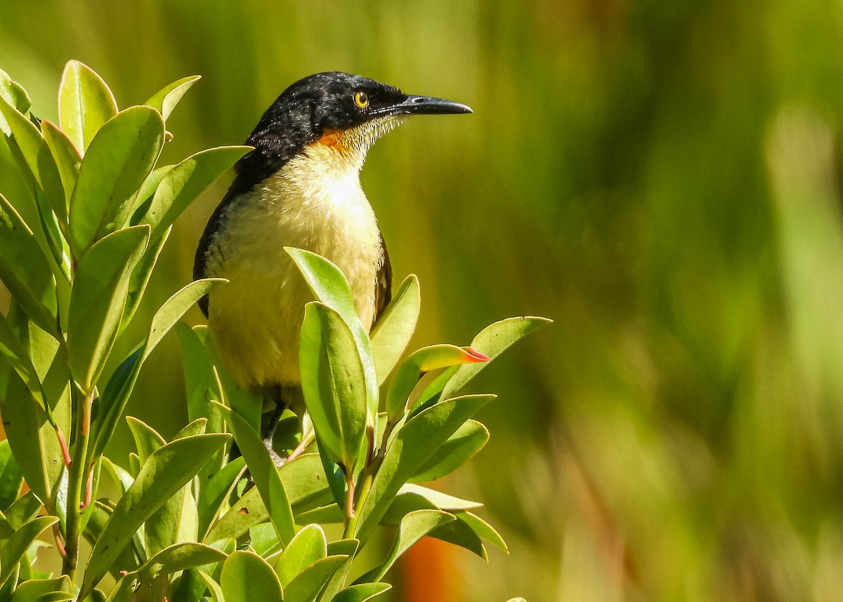 angu černohlavý - ML646177833