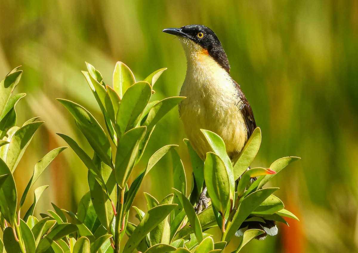 angu černohlavý - ML646177834