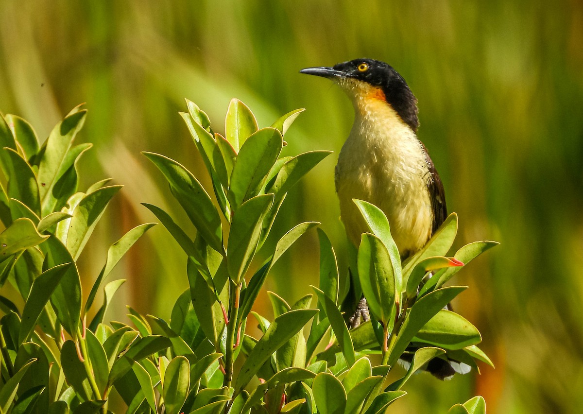 angu černohlavý - ML646177835