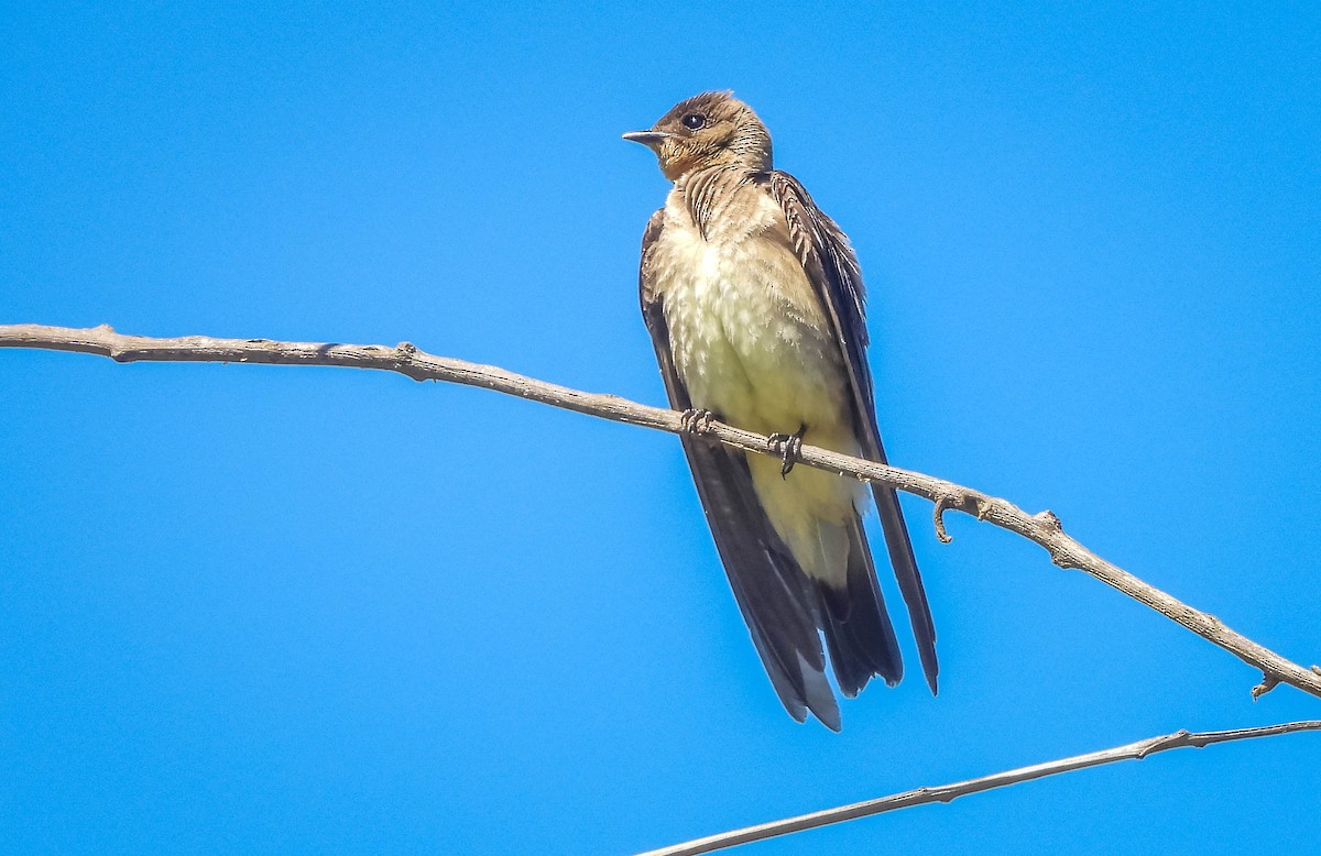 vlaštovka neotropická - ML646177840