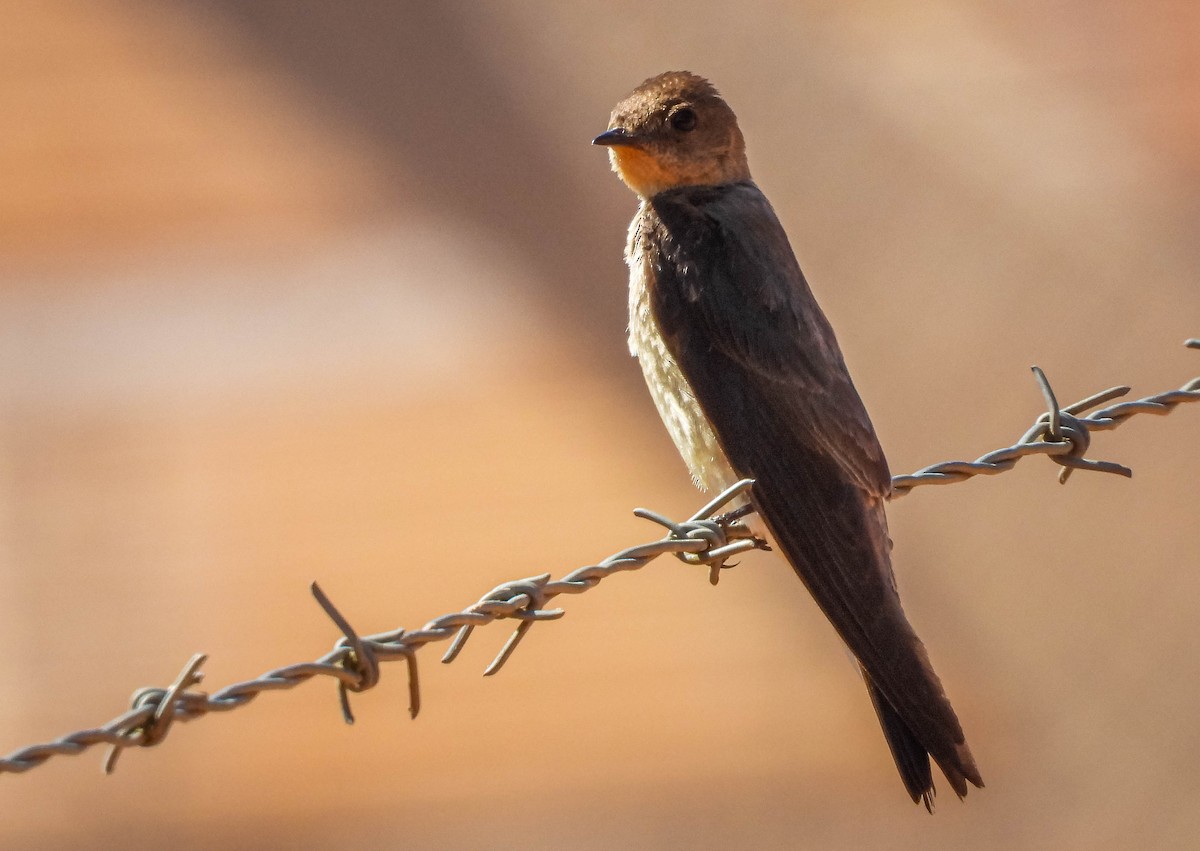 vlaštovka rezavohlavá - ML646177844