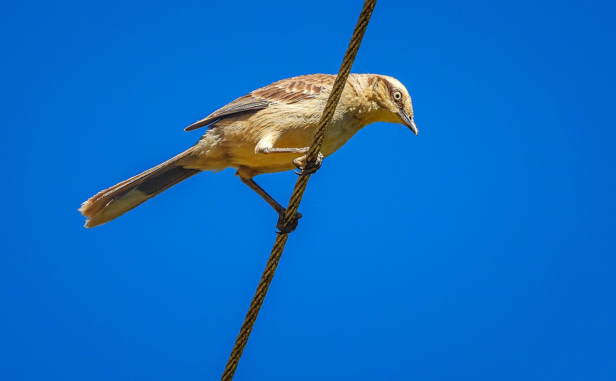 Sinsonte Calandria - ML646177845