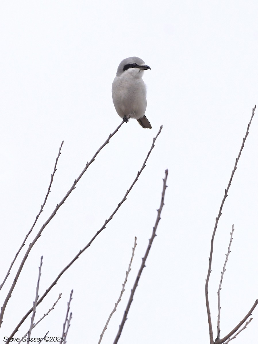 חנקן צפוני - ML646177846