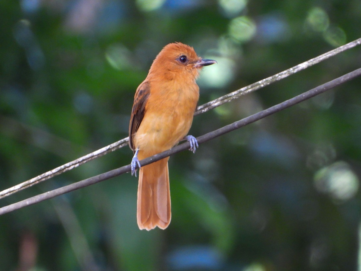 Atila Canelo - ML646177847