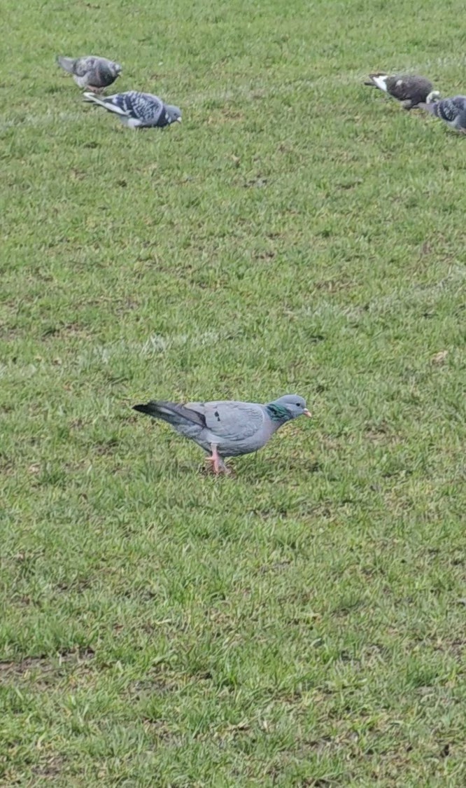 Paloma Zurita - ML646177852