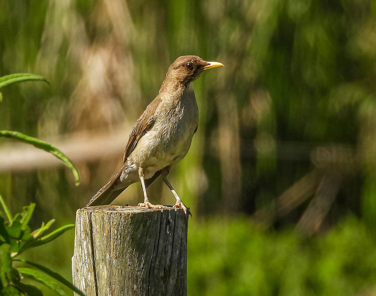 Zorzal Chalchalero - ML646177853