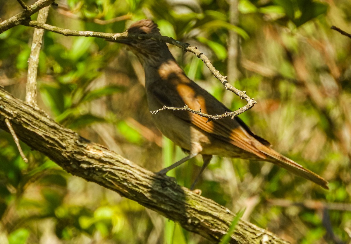 Zorzal Sabiá - ML646177857