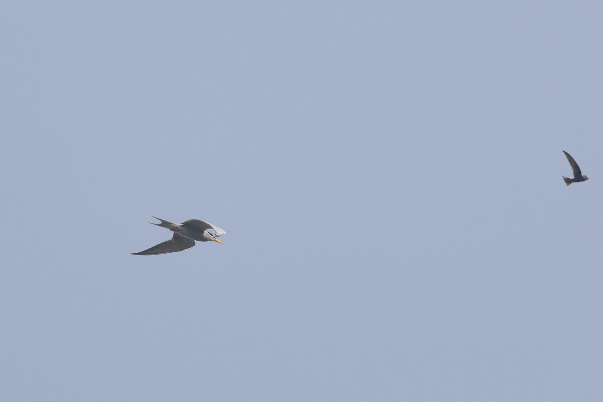 Charrán Indio - ML646177859