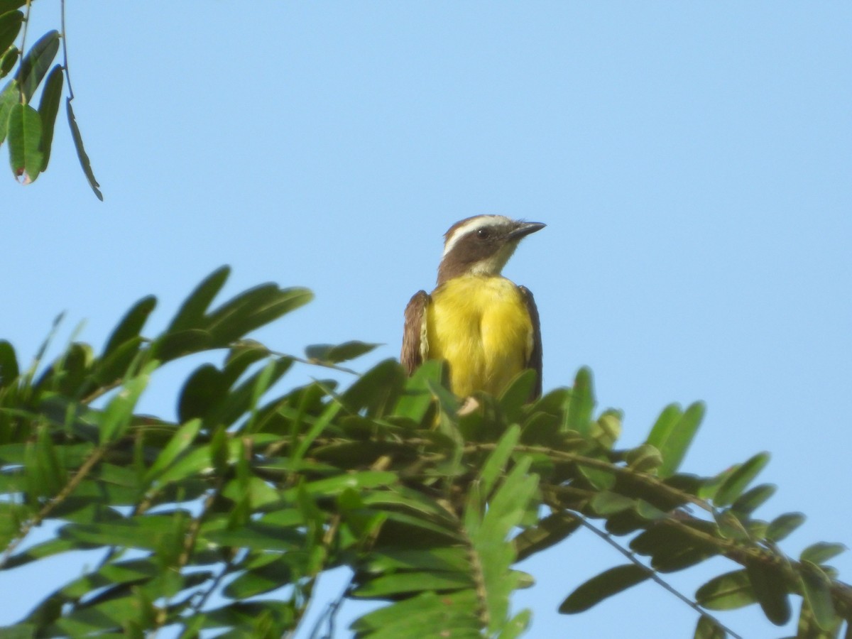 Bienteveo Alicastaño - ML646177860