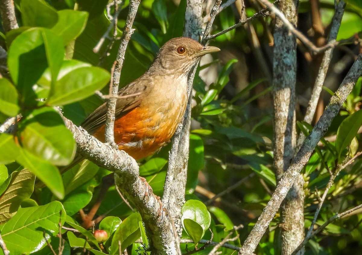 Zorzal Colorado - ML646177861