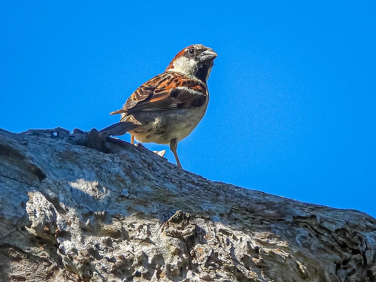 Gorrión Común - ML646177865