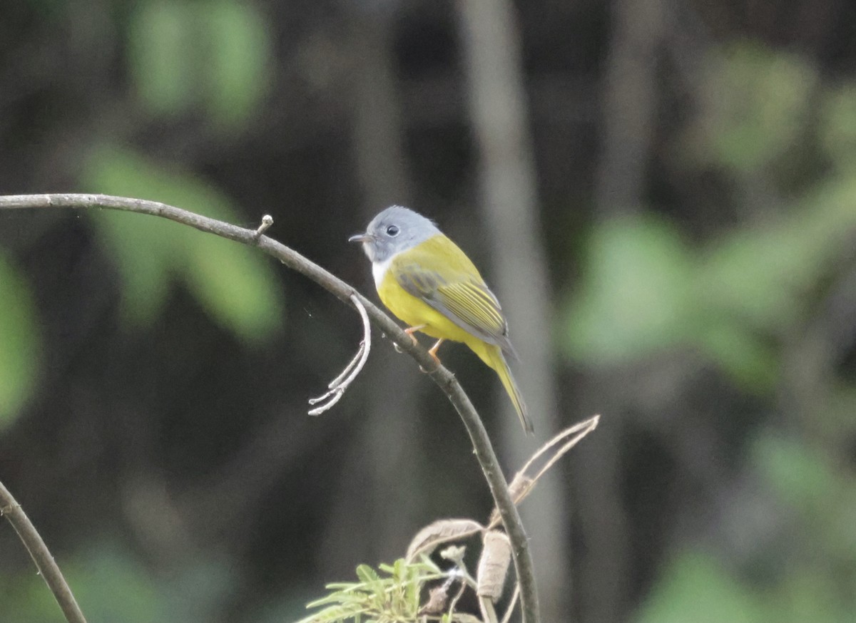 Papamoscas Cabecigrís - ML646177866