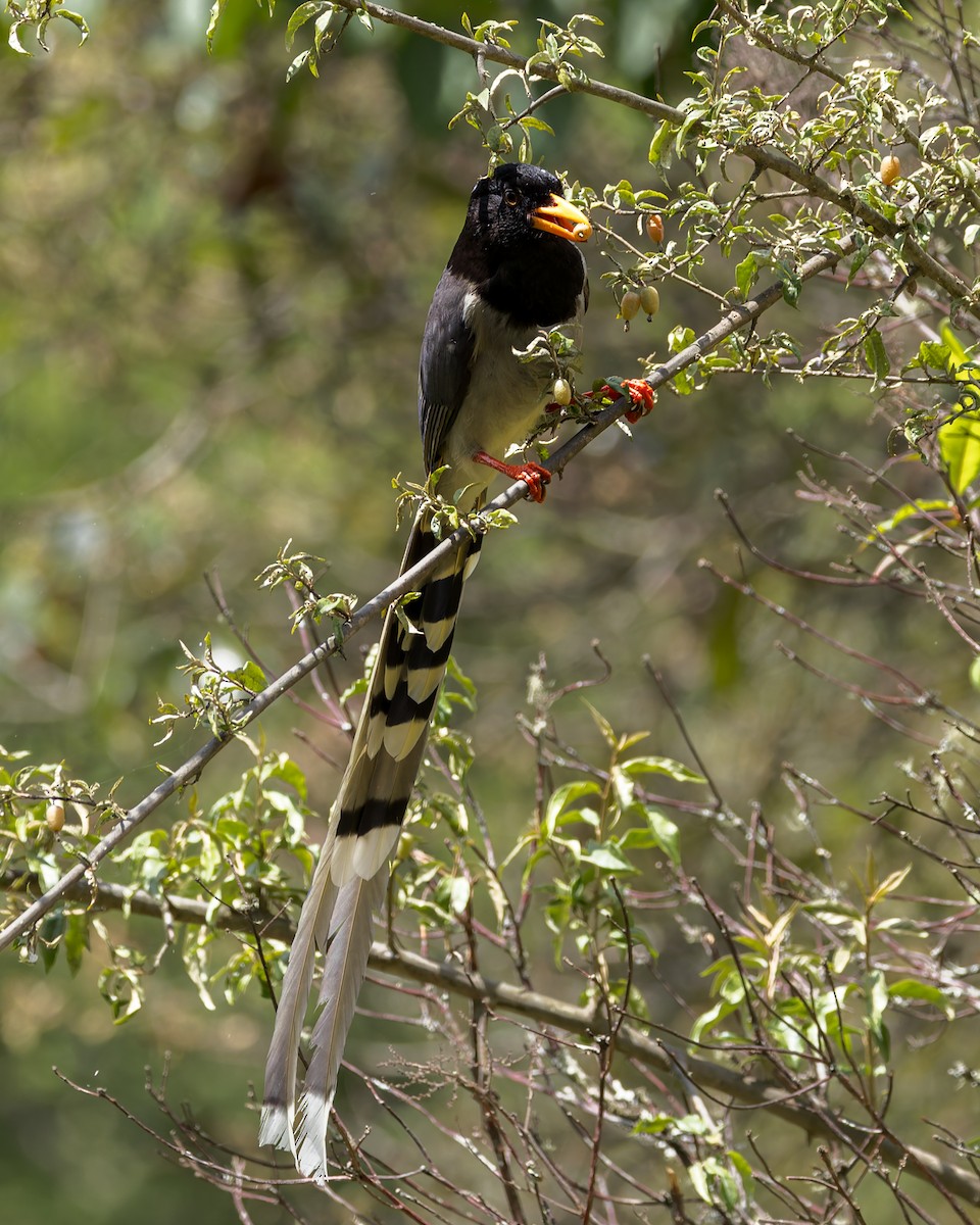 Urraca Piquigualda - ML646177868