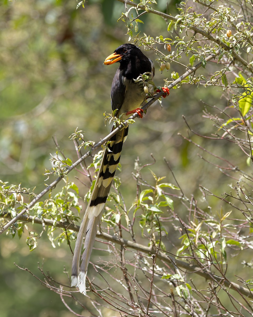 Urraca Piquigualda - ML646177869