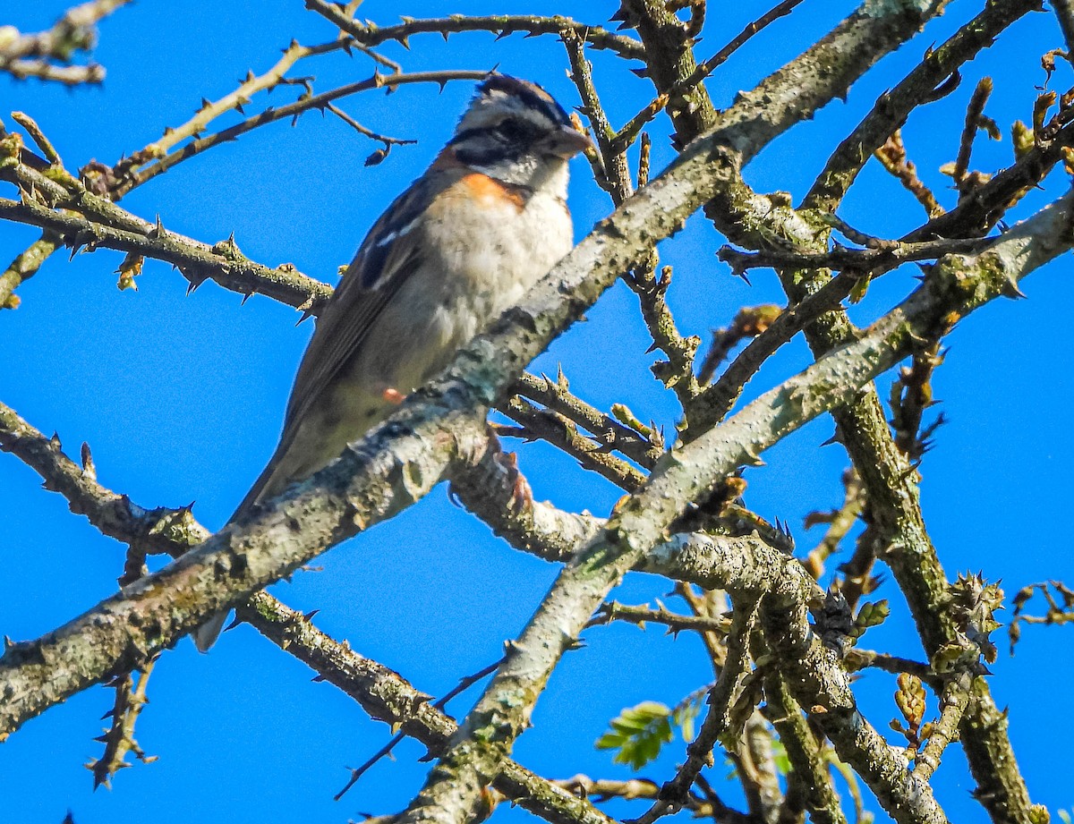 Chingolo Común - ML646177871