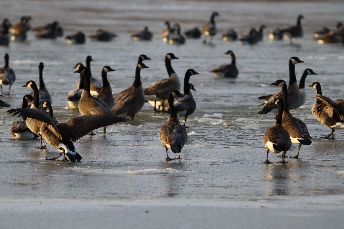 Barnacla Canadiense Grande - ML646177874