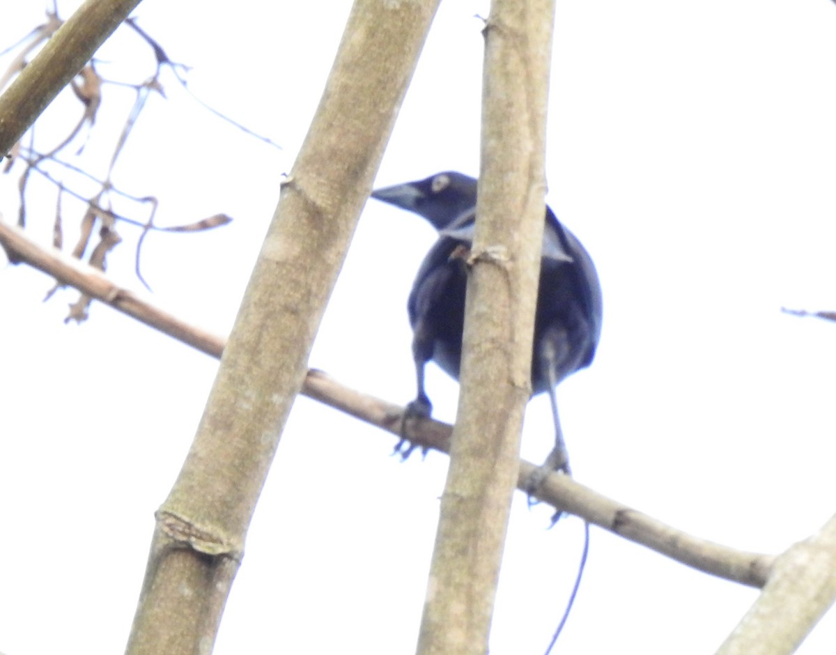 Tordo Gigante - ML646177875