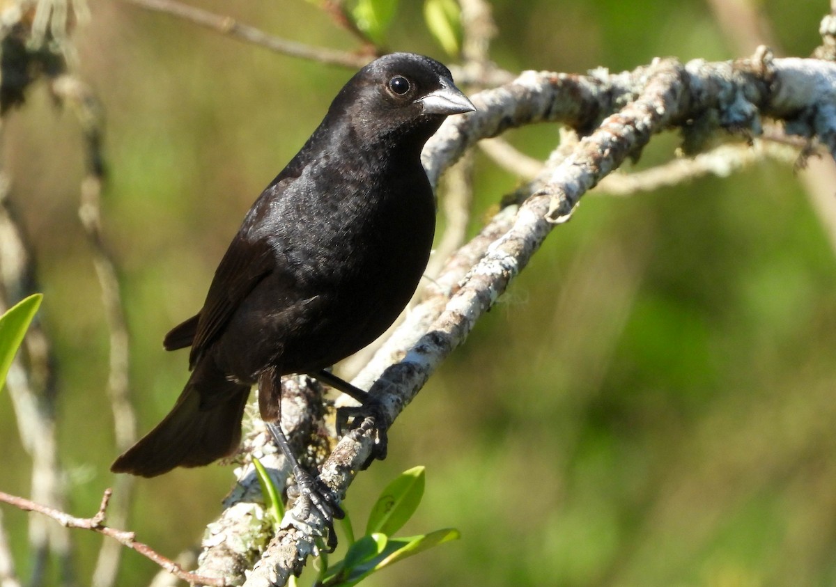 Tordo Renegrido - ML646177876