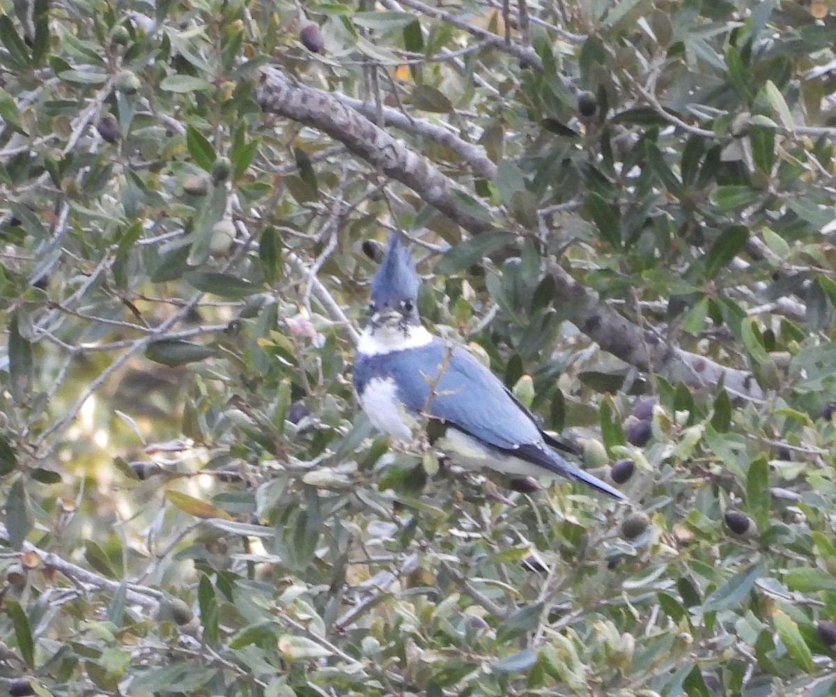 Martín Gigante Norteamericano - ML646177877