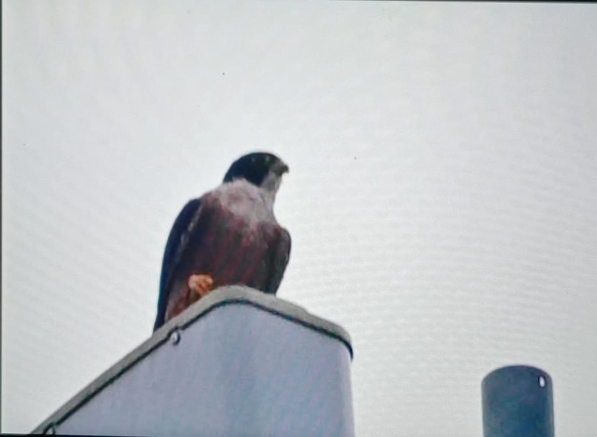 Peregrine Falcon - ML646177878