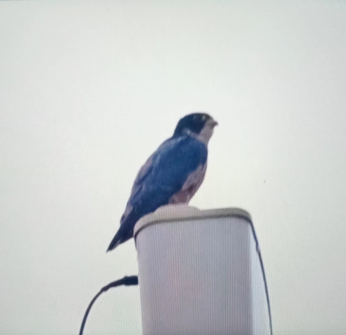 Peregrine Falcon - ML646177879