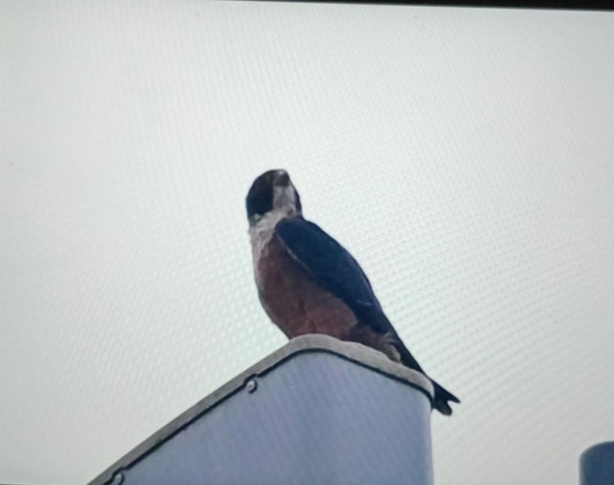 Peregrine Falcon - ML646177880