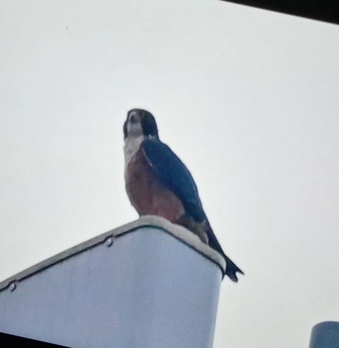 Peregrine Falcon - ML646177881