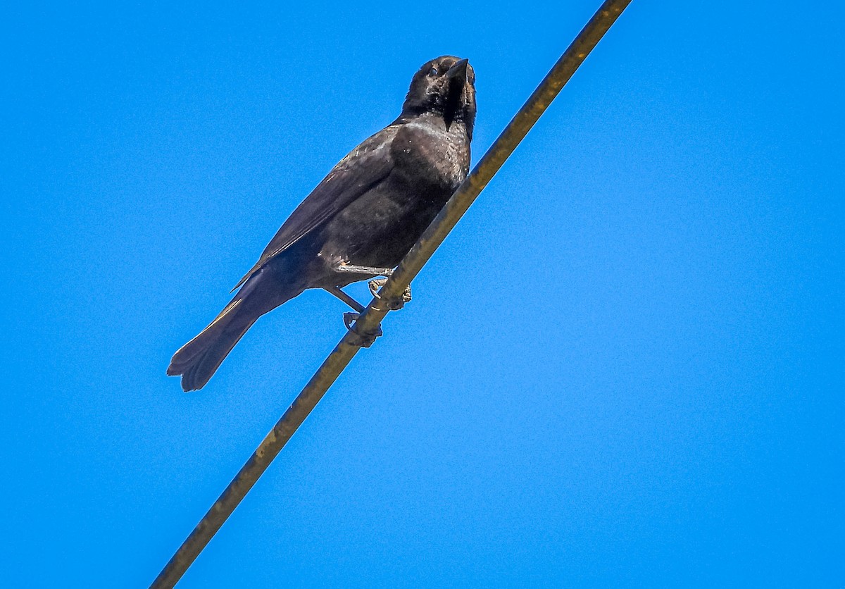 Tordo Renegrido - ML646177882