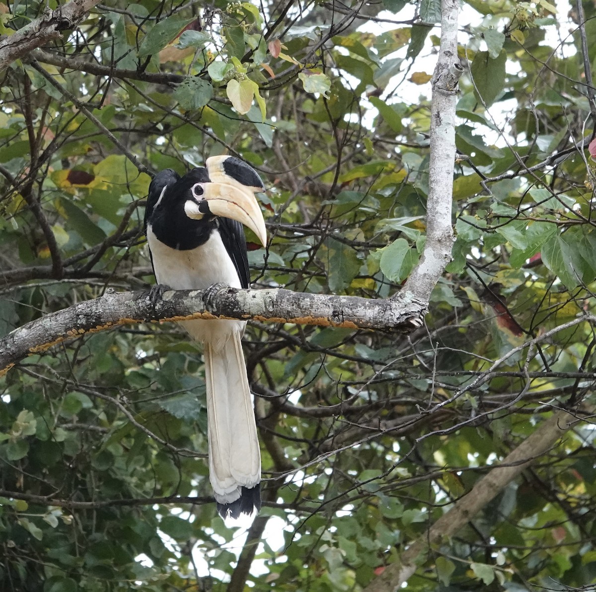 Cálao Coronado - ML646177884