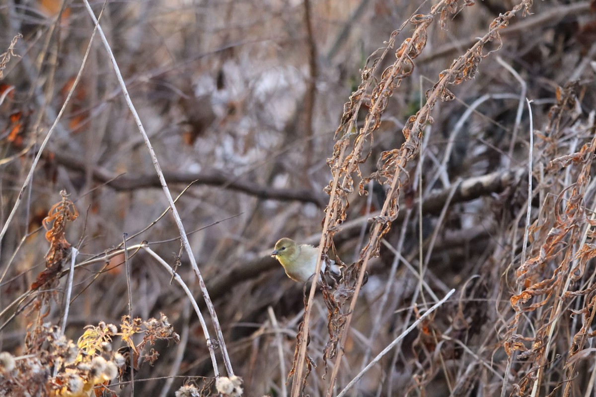 Jilguero Yanqui - ML646177885