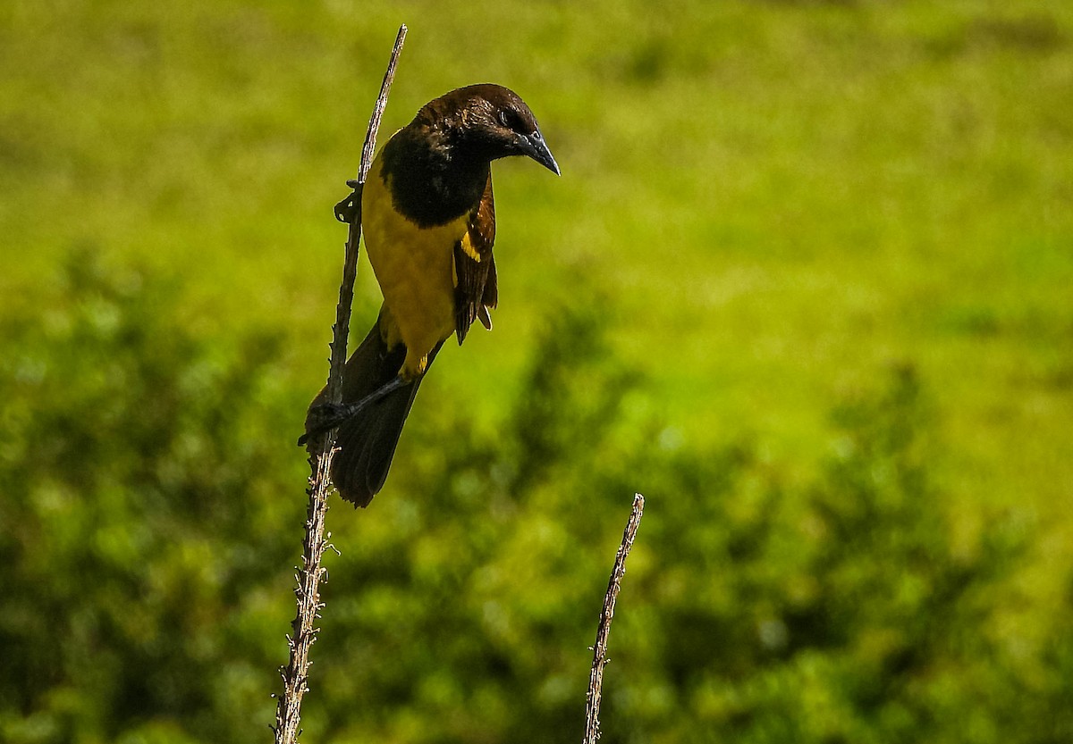 Tordo Güirahuró - ML646177887