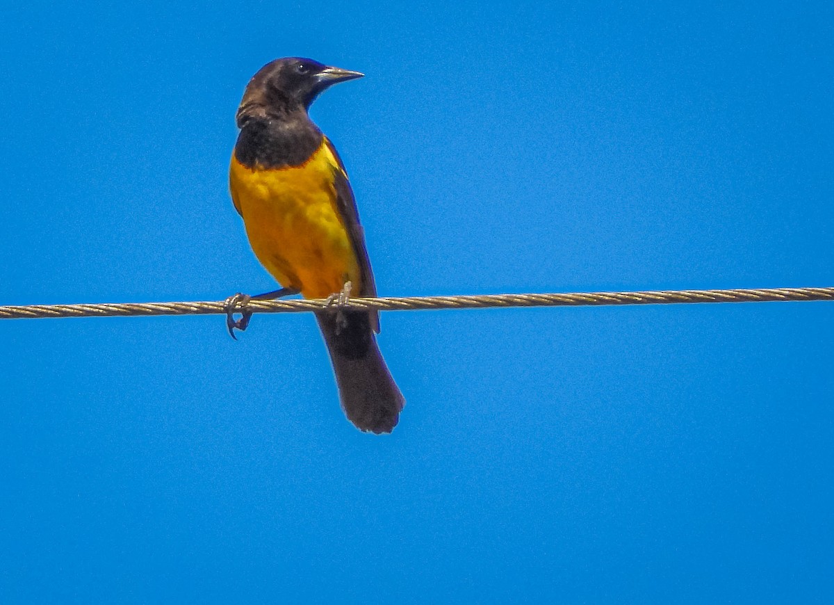 Tordo Güirahuró - ML646177888