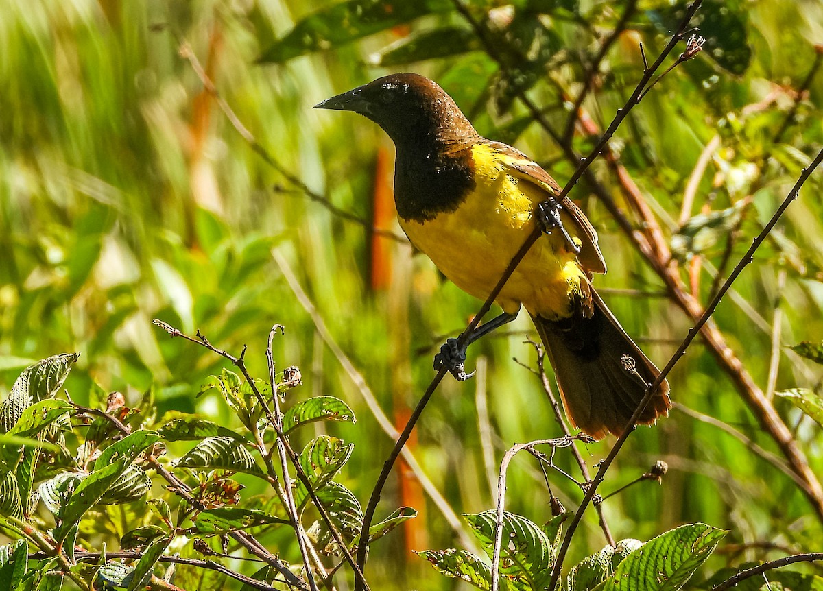 Мочарець жовтогузий - ML646177889