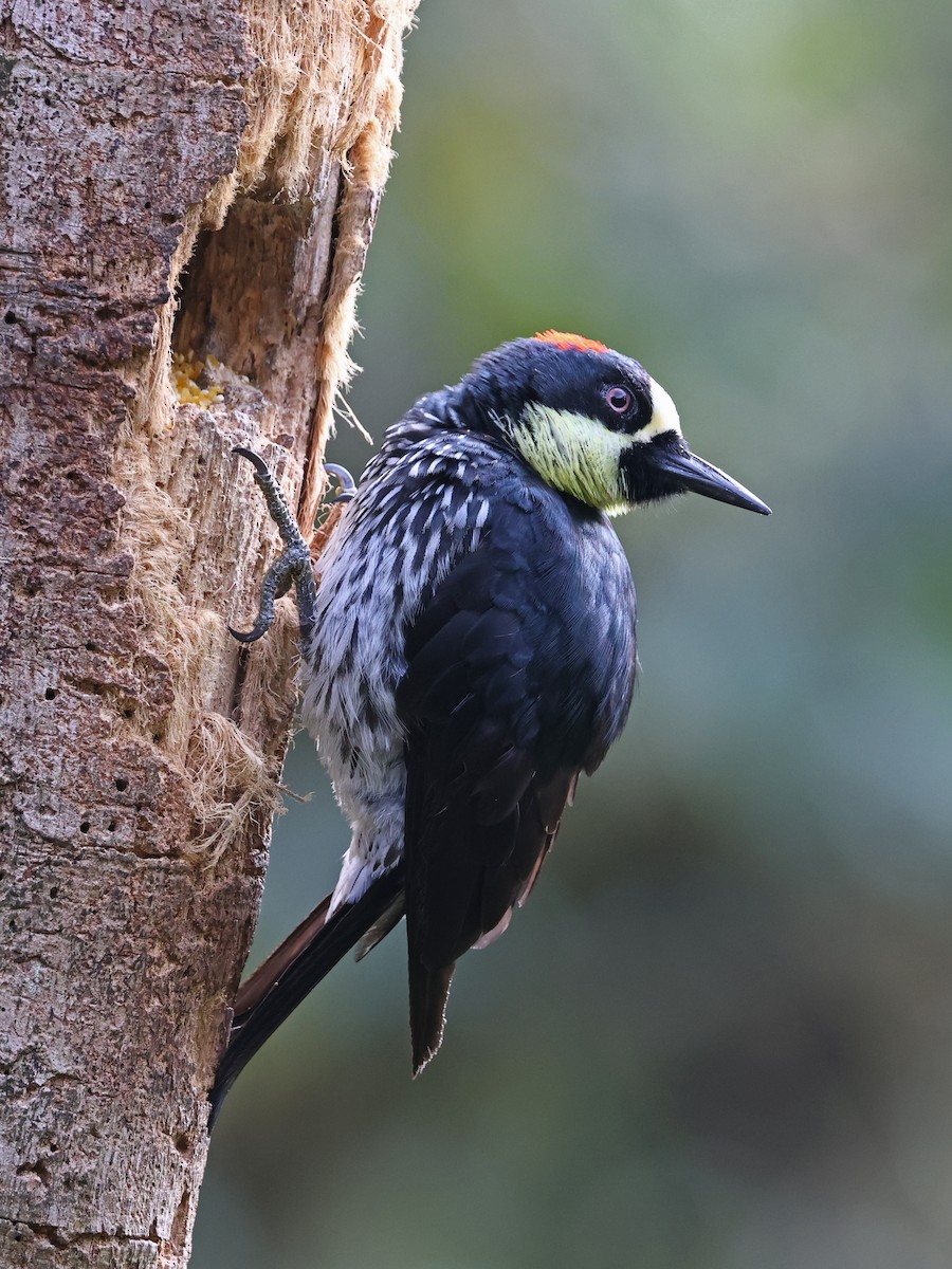 Carpintero Bellotero - ML646177891