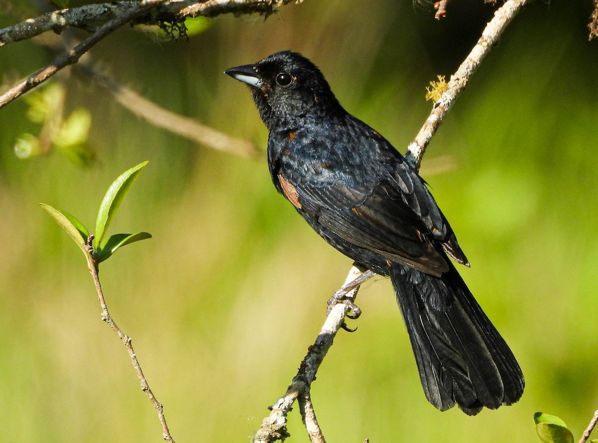 Tangara Coronada - ML646177899