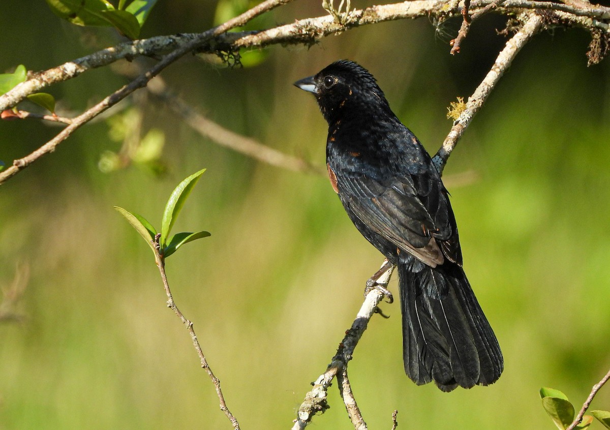 Tangara Coronada - ML646177900