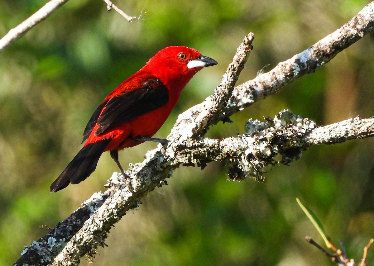 Brazilian Tanager - ML646177907
