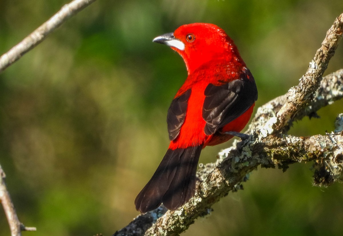 Brazilian Tanager - ML646177908
