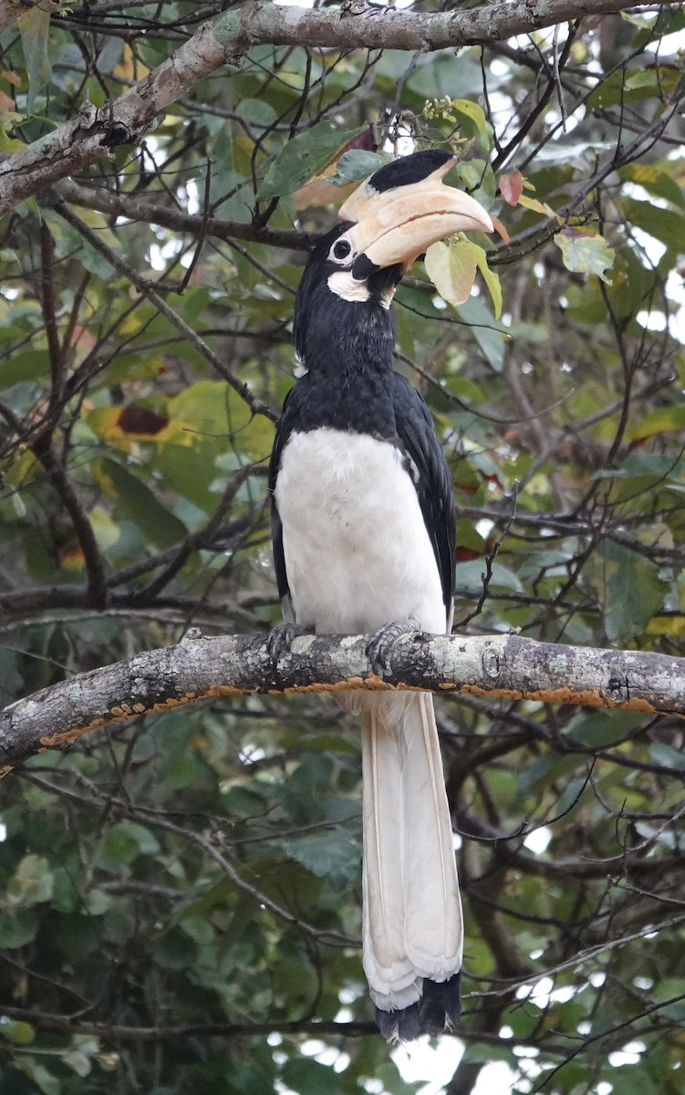 Malabar Pied-Hornbill - ML646177909