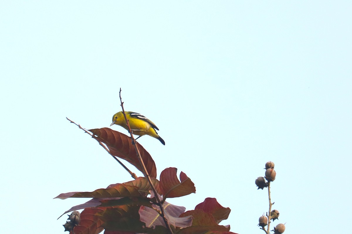 Common Iora - ML646177910