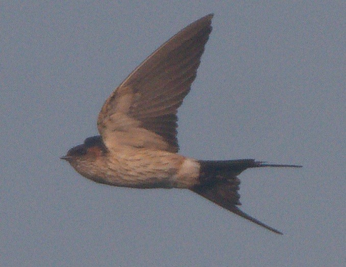 brosvale/landsbysvale/tempelsvale - ML646177911