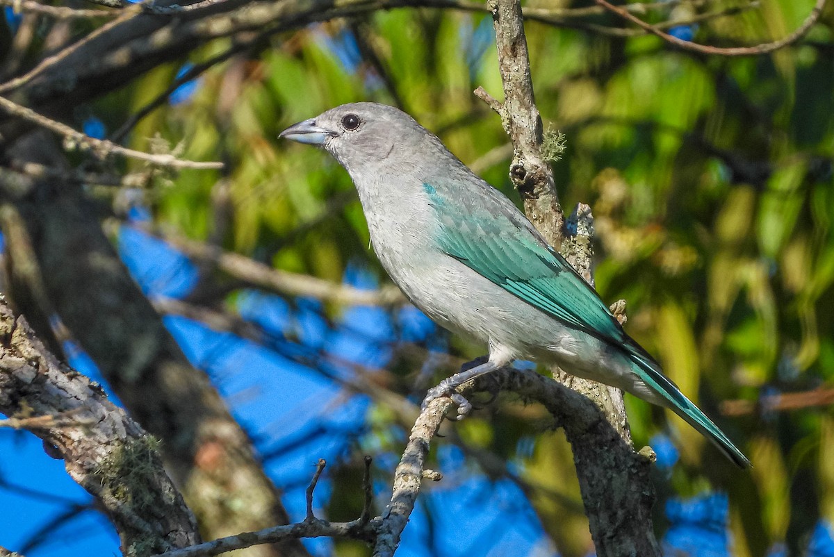 Sayaca Tanager - ML646177913