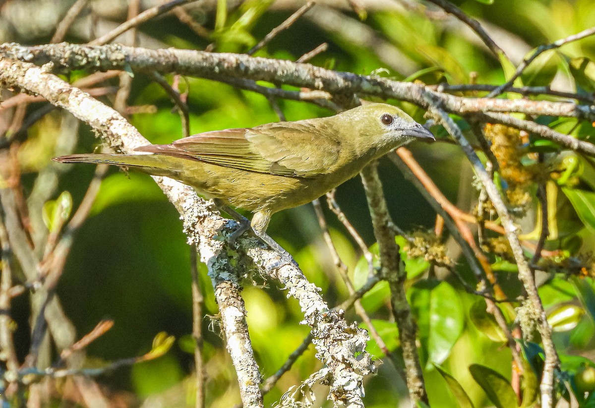 Palm Tanager - ML646177916